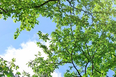 Spring Leaf & Brush Collection